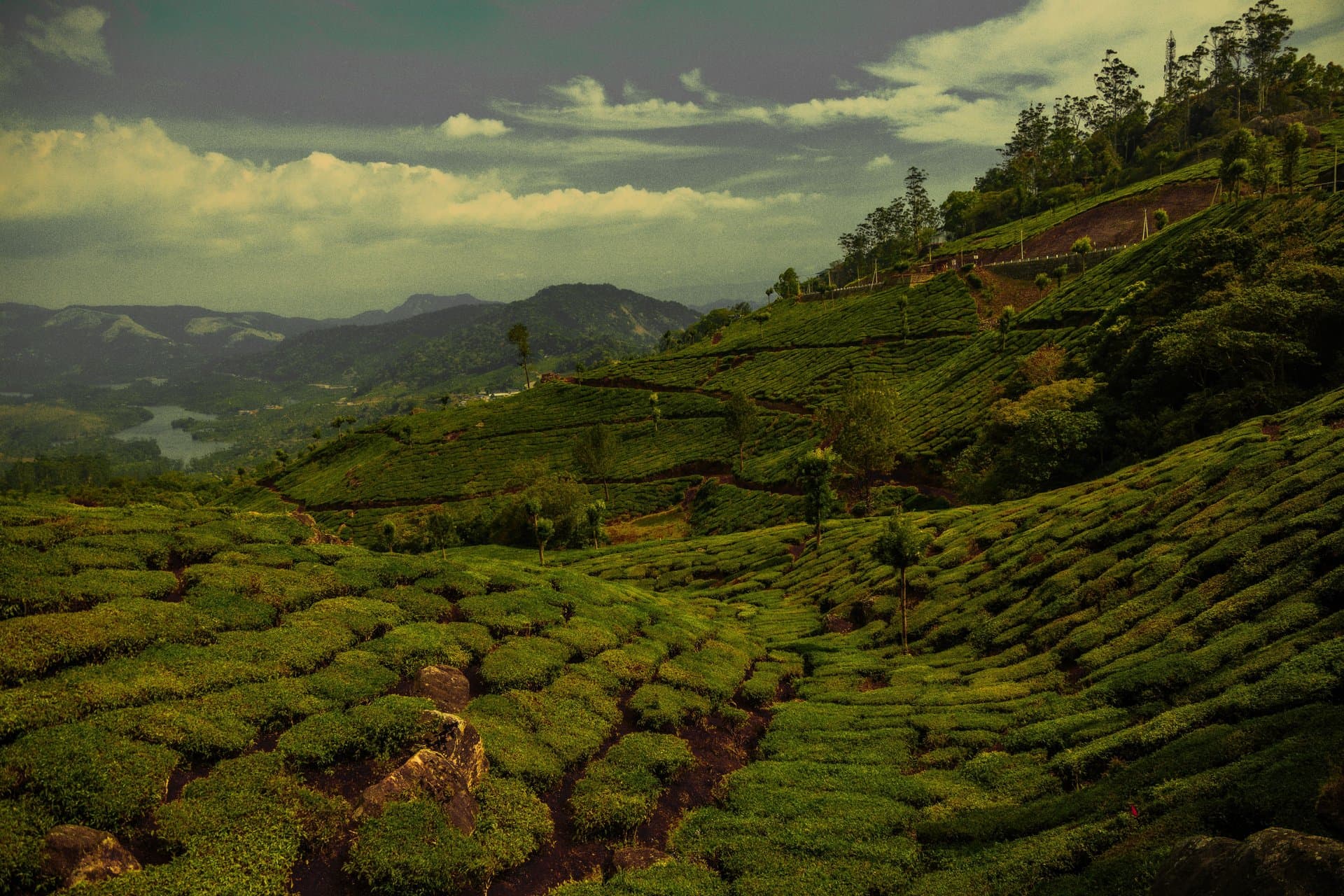 Kochi – Munnar – Kochi